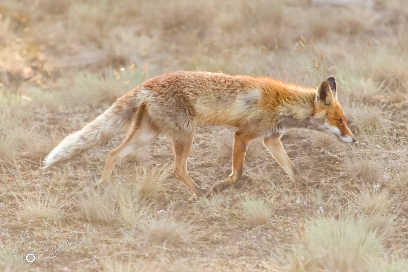 12 juni 2022 194417 1DX47434